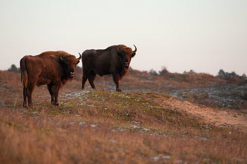 Wisents in Dünen auf der Kraansvlak von Süd-Kennemerland