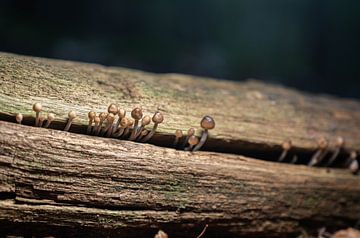 De magische wereld van paddenstoelen van Sebastian Czech
