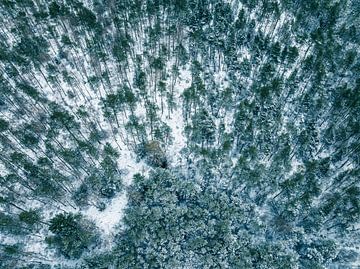 Snowy pine tree forest during springtime seen from above