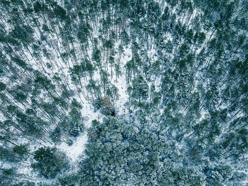 Besneeuwd dennenbos in de lente van bovenaf gezien