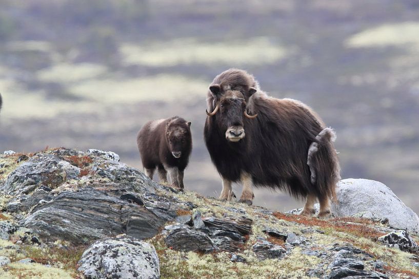 Muskusos in Dovrefjell nationaal park, in de natuurlijke habitat, Noorwegen van Frank Fichtmüller