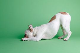 Mollie Franse Bulldog von LUNA Fotografie