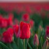 Rode tulpen op het tulpenveld van t.ART
