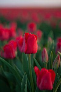 Rote Tulpen auf dem Tulpenfeld
