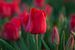 Rote Tulpen auf dem Tulpenfeld von t.ART