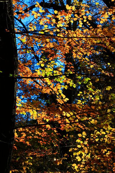 Beech by Thomas Jäger