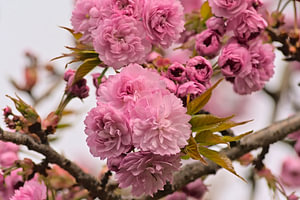 Blüten einer japanischen Kirsche