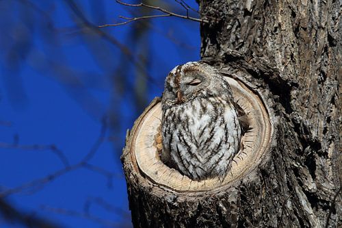 Bosuil (Strix aluco) in een holle boomstronk Duitsland