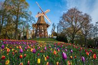 Tulpen an der Windmühle in Bremen, Deutschland