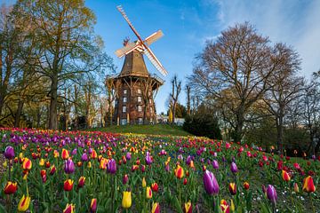 Tulpen bij de windmolen in Bremen van Michael Abid