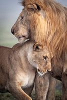 Wilde liefde