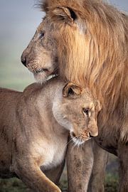 L'amour sauvage sur Ali Khataw