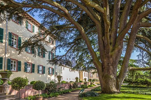 Libanon-Zeder vor Schloss von Bad Homburg