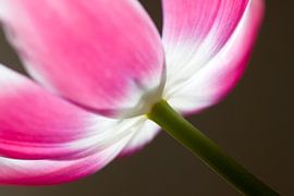 Tulp in het zonlicht von Sabine Wiechmann