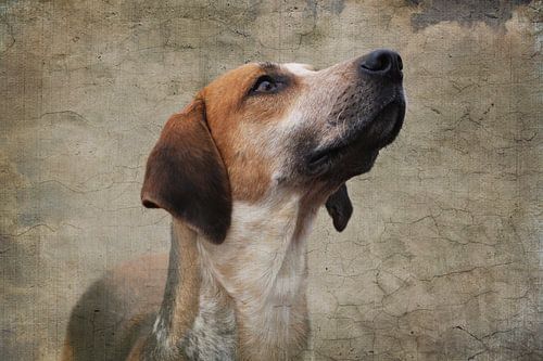 Foxhound on canvas