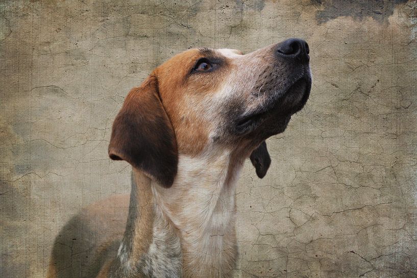 Foxhound on canvas van Wybrich Warns