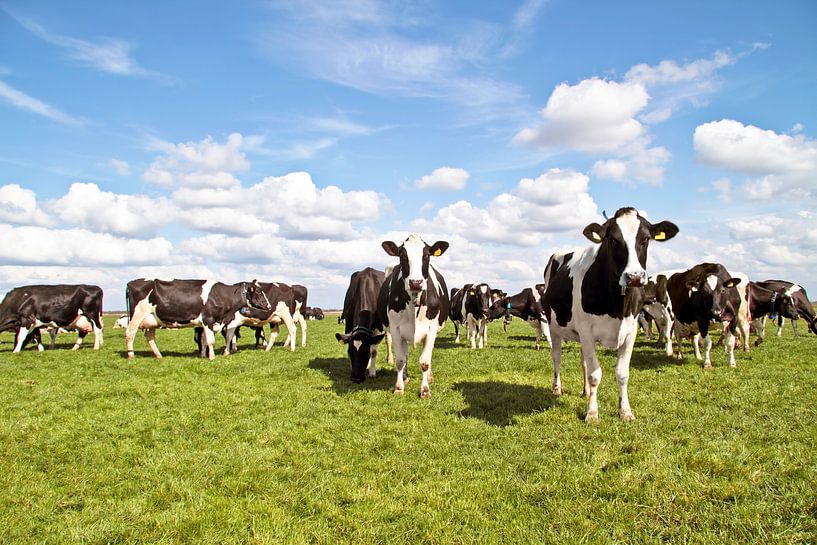 Koeien op het platteland van Nederland in de lente von Eye on You
