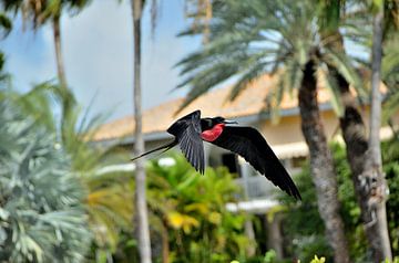 Frigate bird with red throat pouch by Karel Frielink