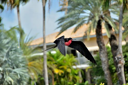 Fregatvogel met rode keelzak