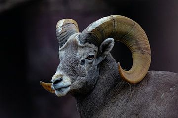 bighorn sheep - mouflon by bryan van willigen