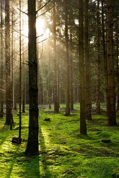 forest by Günter Albers