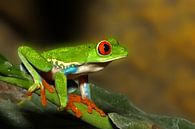 Red-eyed frog by Antwan Janssen thumbnail