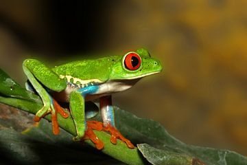 Red-eyed frog