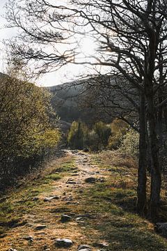 Sonnenbeschienener Pfad, Schottland von Fenna Duin-Huizing