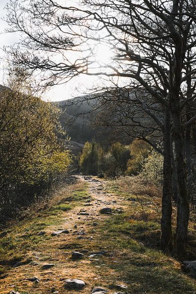 Sunlit path, Scotland by Fenna Duin-Huizing