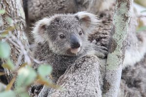 A baby koala and mother sitting in a gum tree on Magnetic Island, Queensland Australia