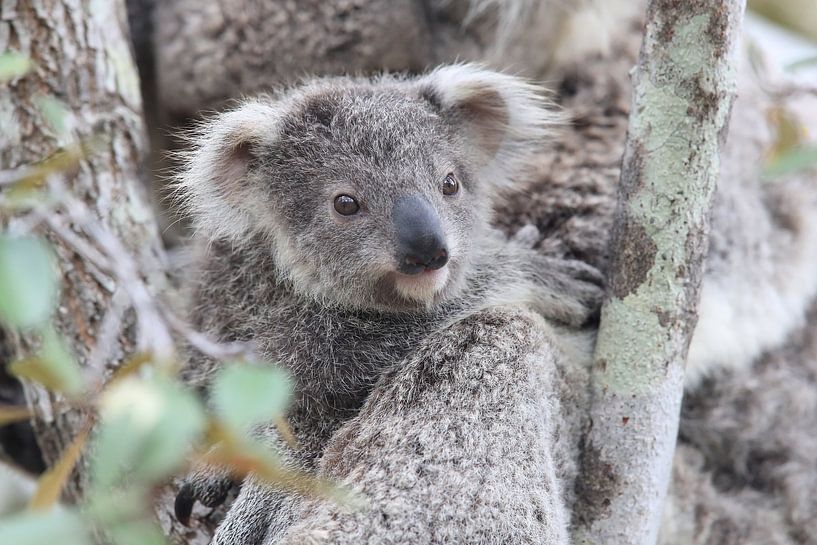 A baby koala and mother sitting in a gum tree on Magnetic Island, Queensland Australia by Frank Fichtmüller