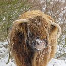 Schotse hooglander in de sneeuw van Dirk van Egmond thumbnail