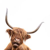 Schotse Hooglander