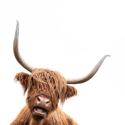 Schottischer Highlander