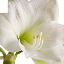Amaryllis bloem van Menno Schaefer thumbnail
