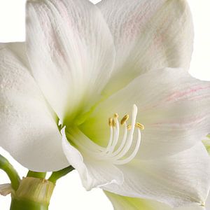Fleur d'amaryllis sur Menno Schaefer