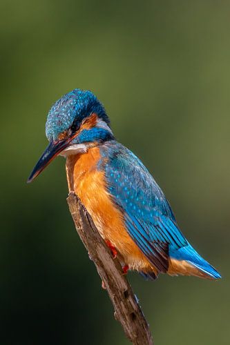 IJsvogel 2