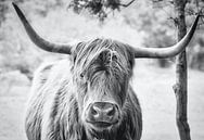 Scottish Highlander schwarz/weiß von WeVaFotografie Miniaturansicht