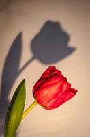 tulp met schaduw