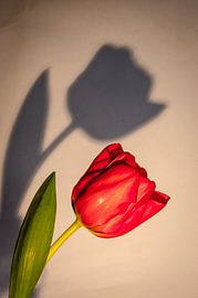 tulp met schaduw by Annemarie Ostendorf