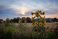 Sunflower Sunflower