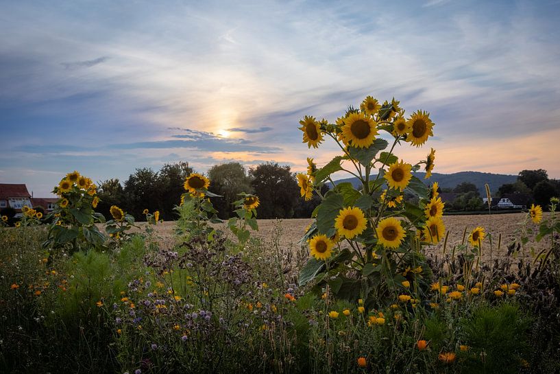 Sunflower Sunflower by Marlen Rasche