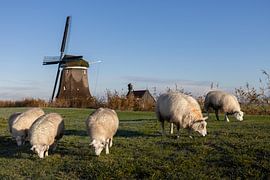 Schafe auf dem Deich bei der Poldermühle Nieuw Leven in Wogmeer von Bram Lubbers