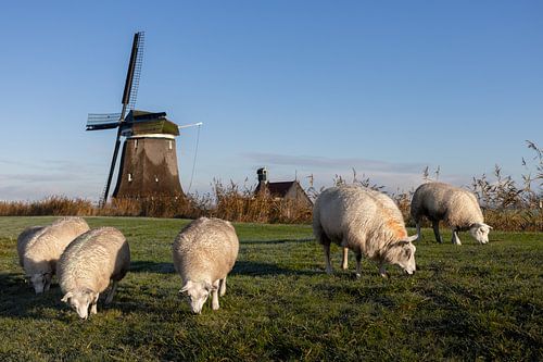 Sheep on the dike near polder mill Nieuw Leven in Wogmeer