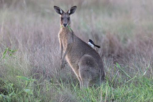 grijze kangoeroe Queensland Australië