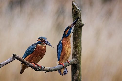 Two courting kingfishers