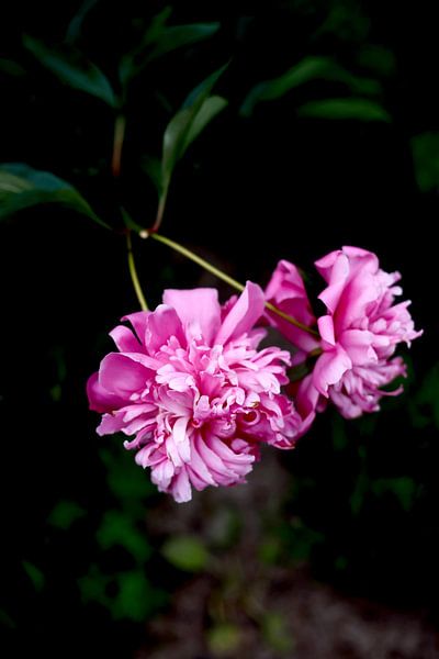 Peony by Thomas Jäger