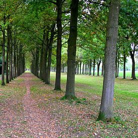 A quiet autumn avenue lined with tall trees by Jose Lok