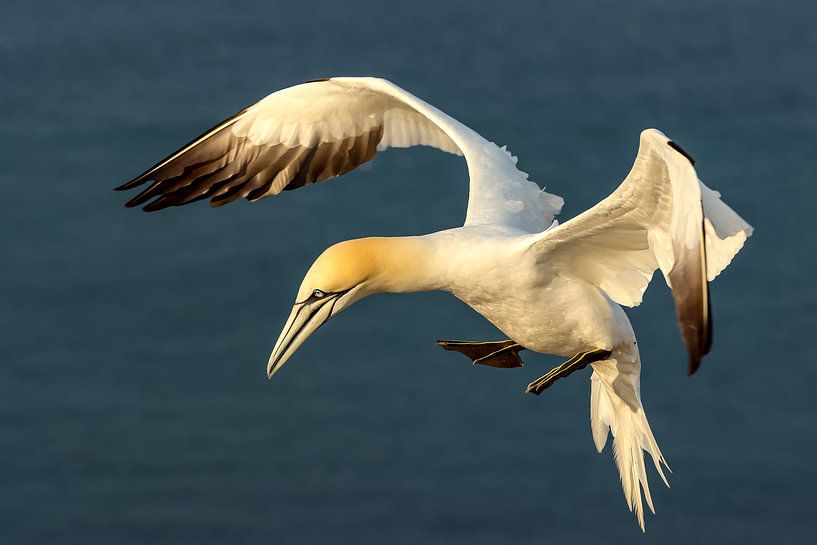 Jan van Gent during flight by Anjella Buckens