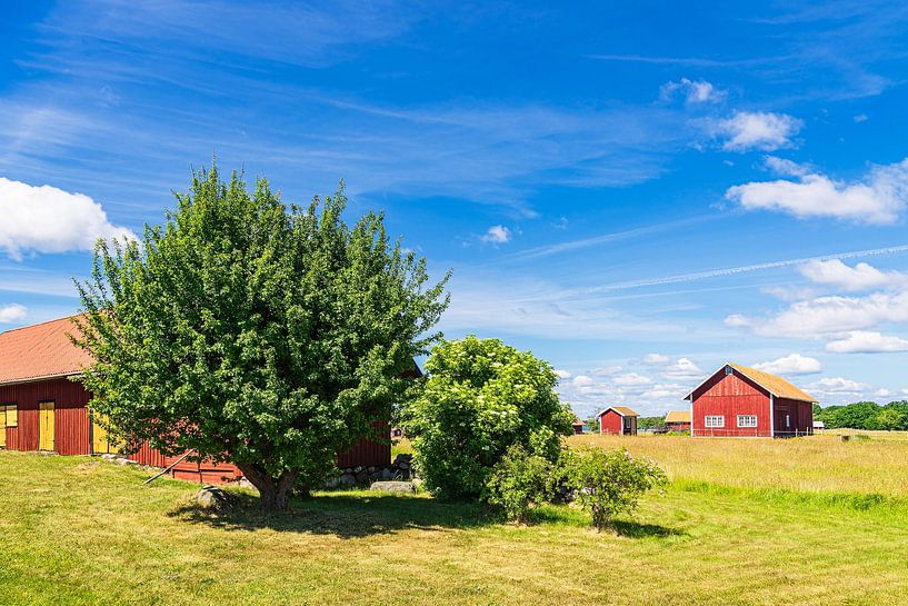 Red wooden houses and trees on the island of Sladö in Sweden by Rico Ködder